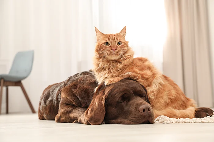 Fotografie animale
