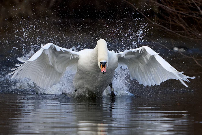 Fotografie animale
