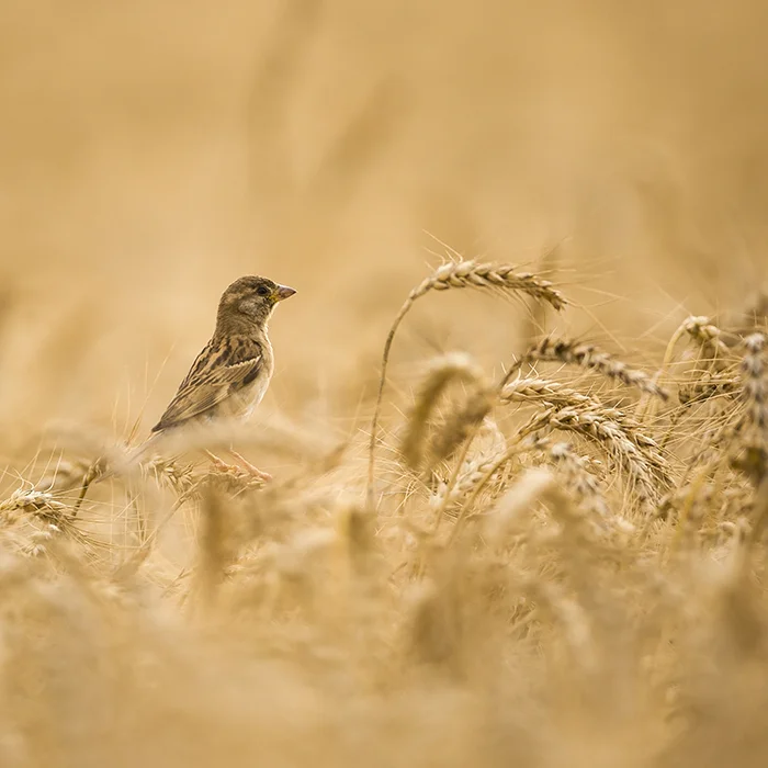 Fotografie animale